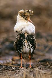 Attēlu rezultāti vaicājumam “Philomachus pugnax”