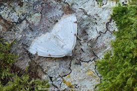 Attēlu rezultāti vaicājumam “Lomographa bimaculata”