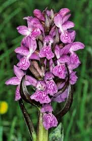 Attēlu rezultāti vaicājumam “Dactylorhiza cruenta flower”