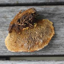 Attēlu rezultāti vaicājumam “Gloeophyllum abietinum”