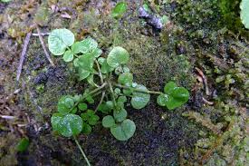 Attēlu rezultāti vaicājumam “Cardamine pratensis leaf”
