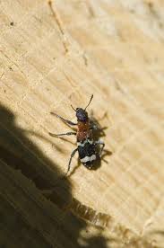 Attēlu rezultāti vaicājumam “Thanasimus formicarius”