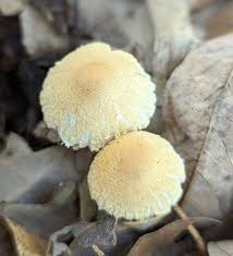 Attēlu rezultāti vaicājumam “Lepiota clypeolaria”