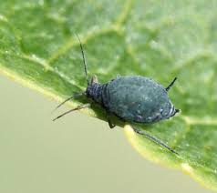 Attēlu rezultāti vaicājumam “Aphis farinosa”