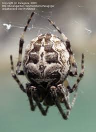 Attēlu rezultāti vaicājumam “Larinioides cornutus male”