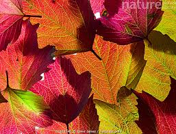 Attēlu rezultāti vaicājumam “Viburnum opulus leaf”