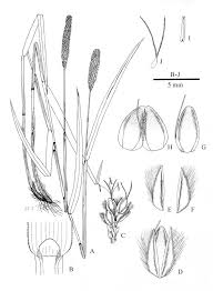 Attēlu rezultāti vaicājumam “Alopecurus pratensis”