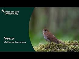 Image result for Catharus fuscescens