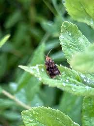 Attēlu rezultāti vaicājumam “Celypha siderana”