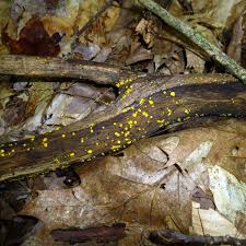 Attēlu rezultāti vaicājumam “Badhamia utricularis stalked”