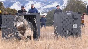 Image result for Weston Rhyn Wolves