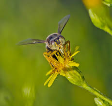 Attēlu rezultāti vaicājumam “Bembix rostrata”