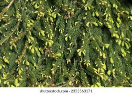 Attēlu rezultāti vaicājumam “Picea abies fo. virgata leaf”