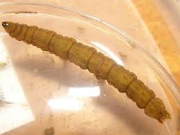 Attēlu rezultāti vaicājumam “Tipulidae larva”