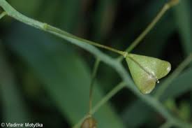 Attēlu rezultāti vaicājumam “Capsella bursa-pastoris fruit”