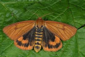 Attēlu rezultāti vaicājumam “Diacrisia sannio female”