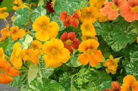 Attēlu rezultāti vaicājumam “Tropaeolaceae”