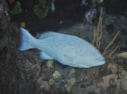 Image result for Mycteroperca microlepis