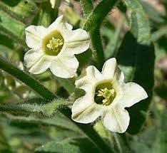 Attēlu rezultāti vaicājumam “Nicotiana tabacum flower”