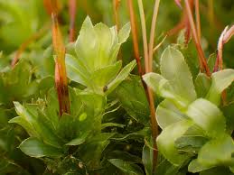 Attēlu rezultāti vaicājumam “Mnium marginatum”