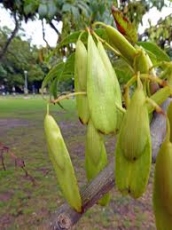 Attēlu rezultāti vaicājumam “Fraxinus excelsior fruit”