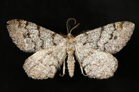 Attēlu rezultāti vaicājumam “Macaria signaria”