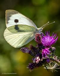Attēlu rezultāti vaicājumam “Ochlodes sylvanus underside”