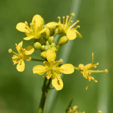 Attēlu rezultāti vaicājumam “Rorippa sylvestris flower”