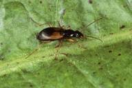 Attēlu rezultāti vaicājumam “Anchomenus dorsalis”