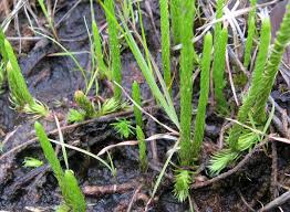 Attēlu rezultāti vaicājumam “Lycogala asperum”