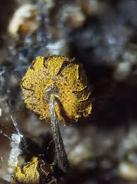 Attēlu rezultāti vaicājumam “Physarum viride macro”