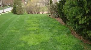 Attēlu rezultāti vaicājumam “Poa trivialis”