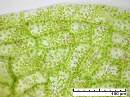 Attēlu rezultāti vaicājumam “Pellia endiviifolia sporophyte”