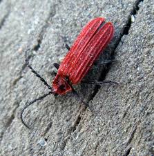 Attēlu rezultāti vaicājumam “Lopheros rubens”