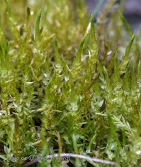 Attēlu rezultāti vaicājumam “Calliergon cordifolium”