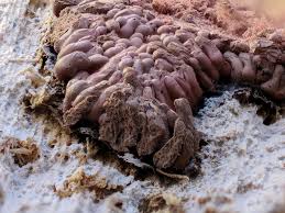 Attēlu rezultāti vaicājumam “Arcyria stipata”