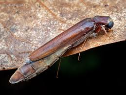 Attēlu rezultāti vaicājumam “Hylecoetus dermestoides female”