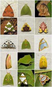 Attēlu rezultāti vaicājumam “Nolidae”