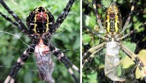 Attēlu rezultāti vaicājumam “Argiope bruennichi”