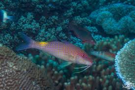 Image result for Parupeneus cyclostomus