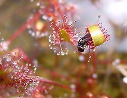 Attēlu rezultāti vaicājumam “Drosera anglica leaf”