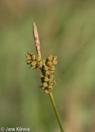 Attēlu rezultāti vaicājumam “Carex pilulifera”
