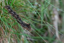 Attēlu rezultāti vaicājumam “Euthrix potatoria imago”