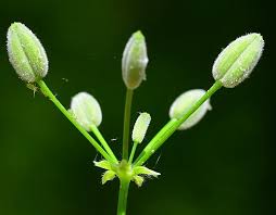 Attēlu rezultāti vaicājumam “Anthriscus sylvestris fruit”