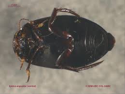 Attēlu rezultāti vaicājumam “Ilybius sp.”