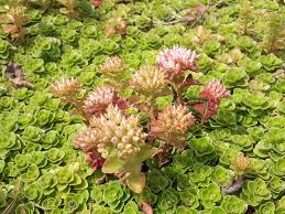 Attēlu rezultāti vaicājumam “Phedimus spurius leaf”