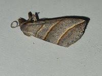 Attēlu rezultāti vaicājumam “Colobochyla salicalis”