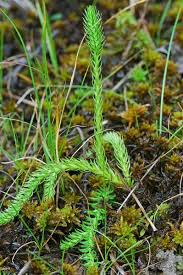 Attēlu rezultāti vaicājumam “Lycopodiella inundata”