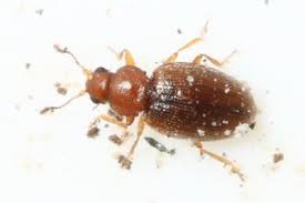 Attēlu rezultāti vaicājumam “Dienerella elongata”