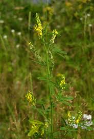 Attēlu rezultāti vaicājumam “Melilotus wolgicus”